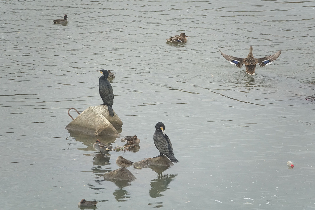 水鳥餌場