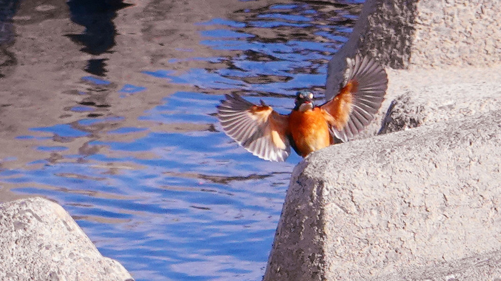 魅せられて！！！！