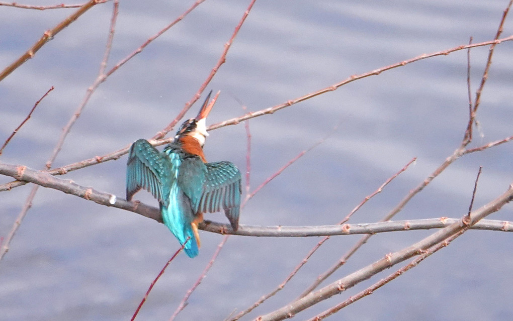 カワセミ飛来