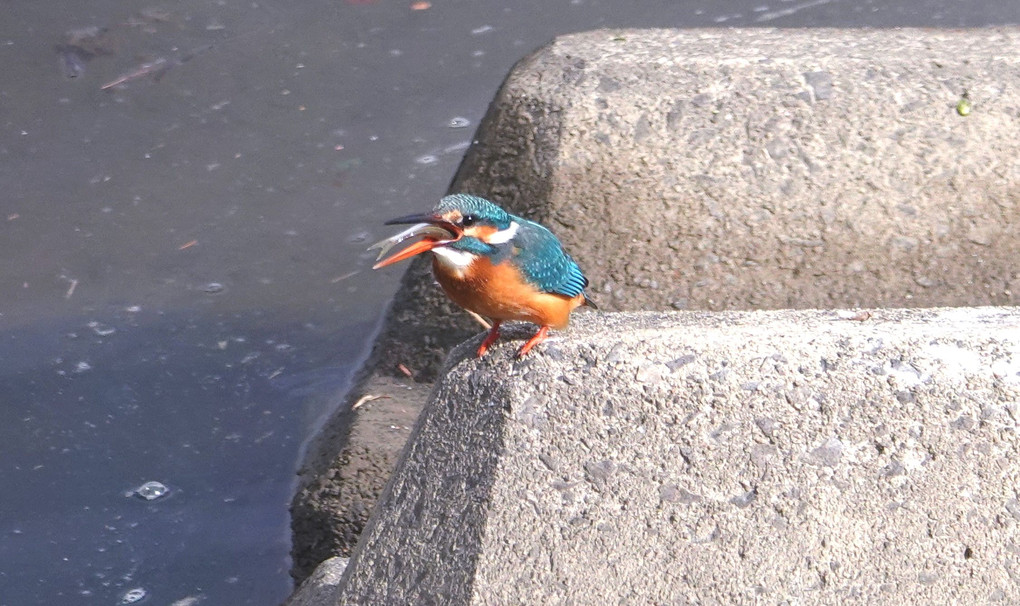 カワセミ飛来