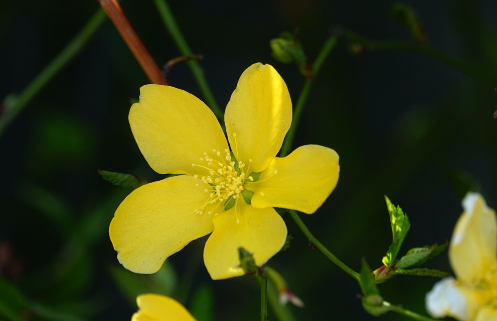 鉢植えの花座布団３花！！