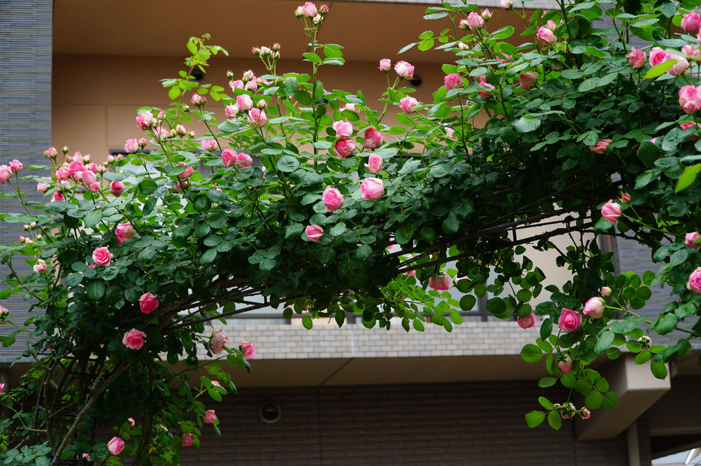 雨に煌めくバラ園