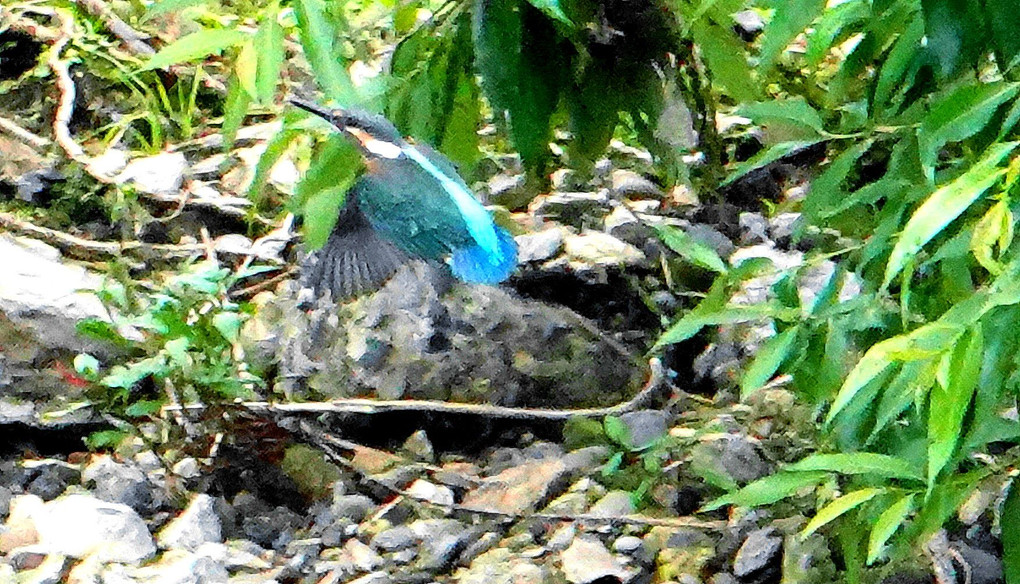 初夏　水辺鳥さん