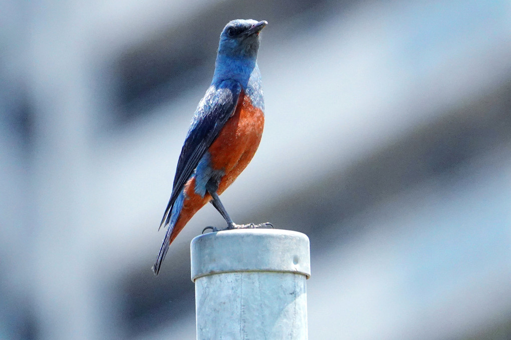 初夏　水辺鳥さん