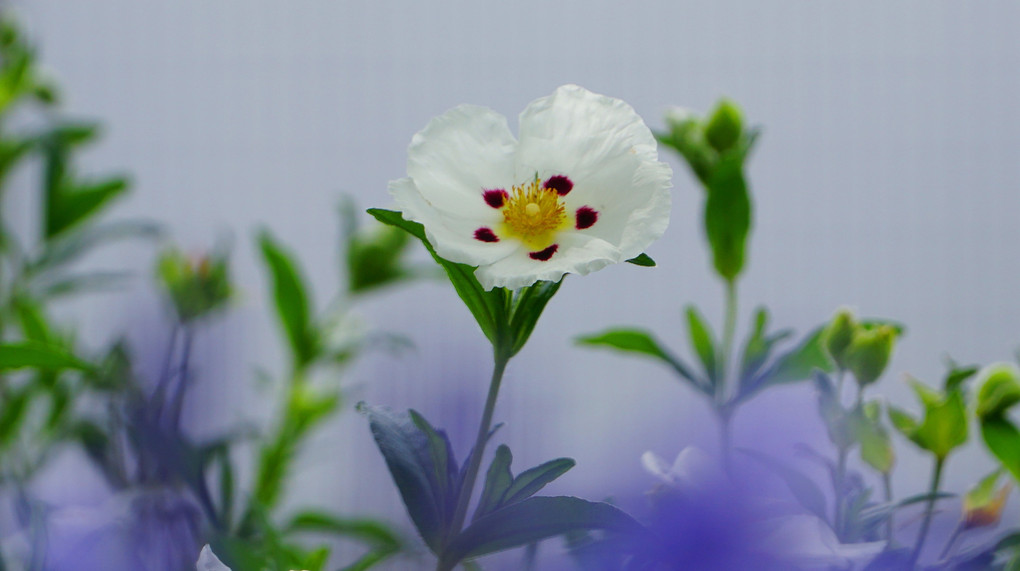 雨の合間花壇花々