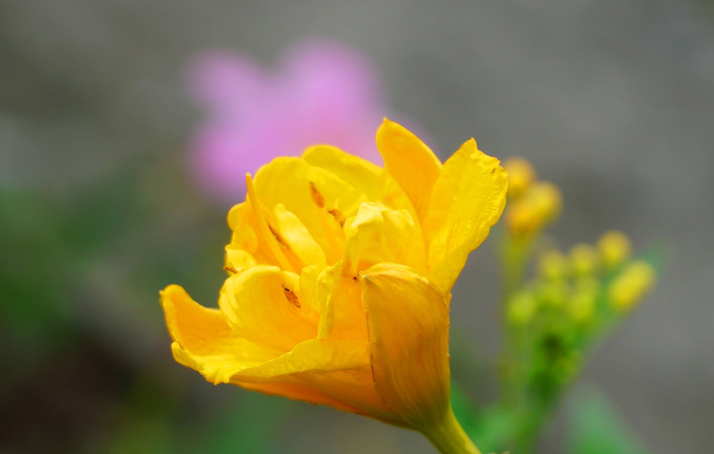 雨の合間花壇花々