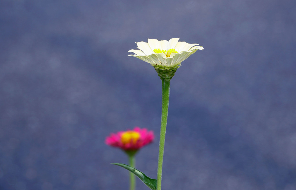 夏空に花々