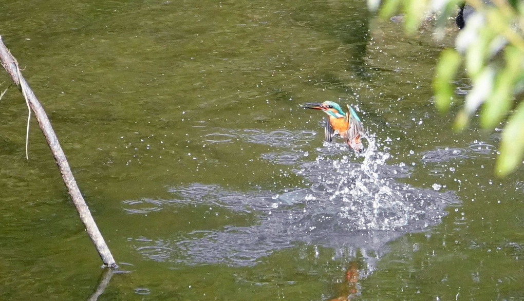 大和川(水辺の営み）