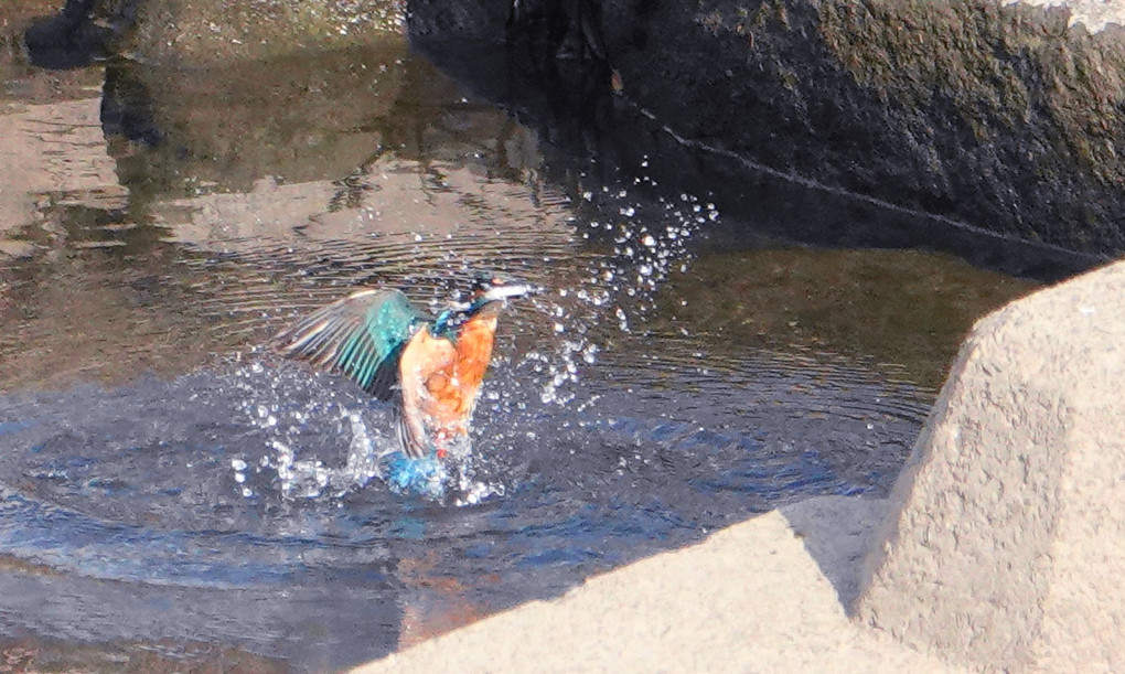 カワセミ餌獲りジャンプ