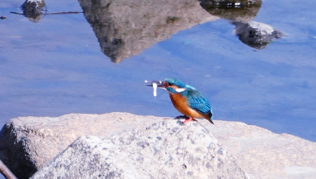 カワセミ営み