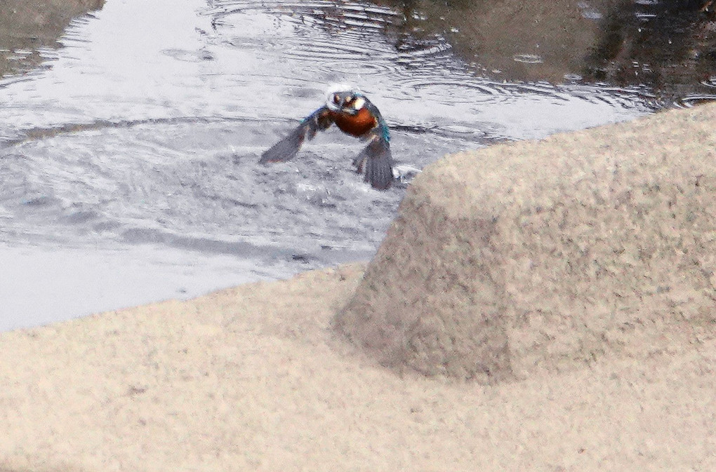 カワセミ餌場写真