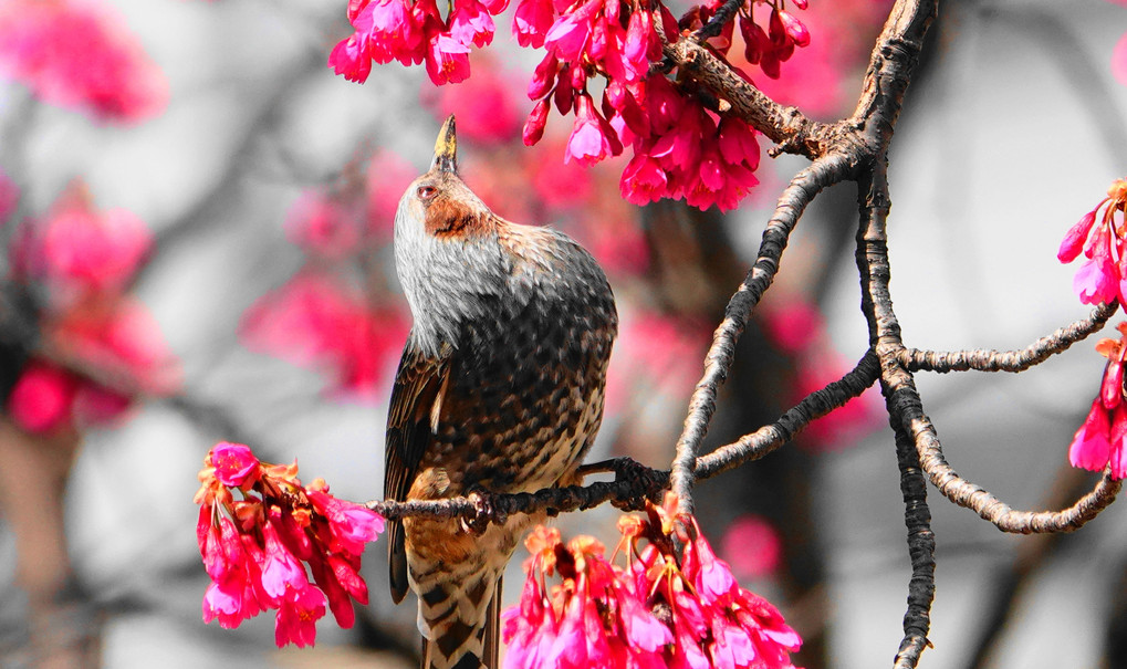 春花と小鳥