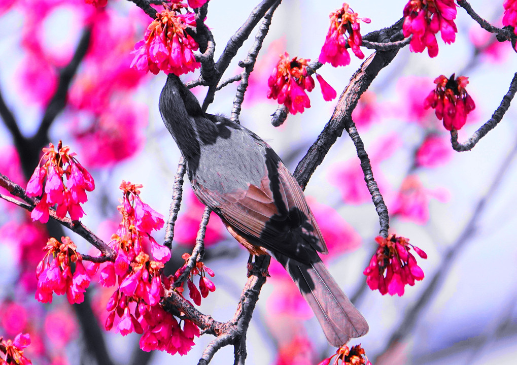 春花と小鳥