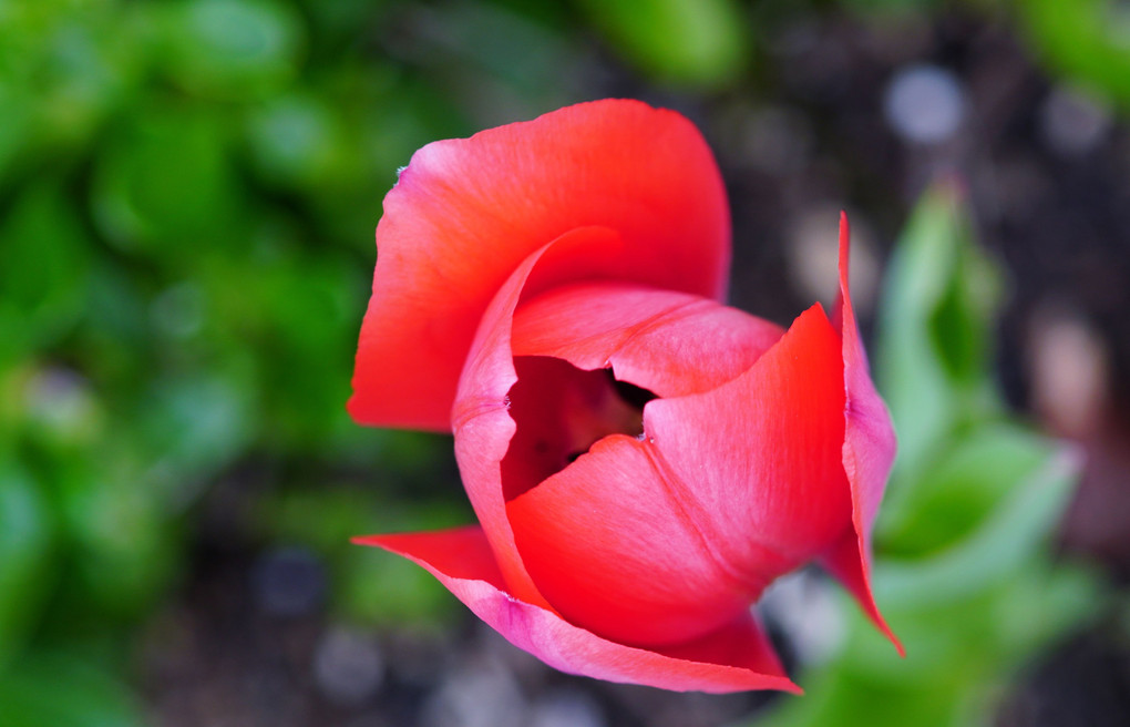 春の花々