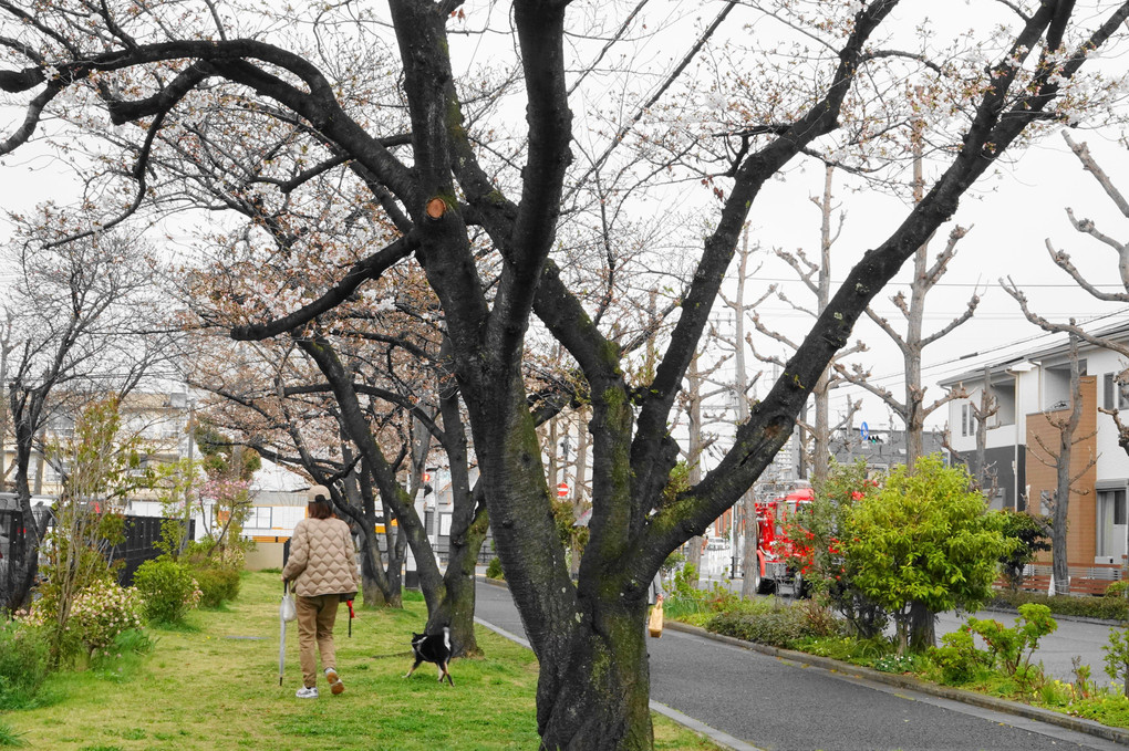 雨の散歩道