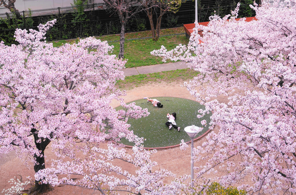 雨の通学路　新入生達見守る桜花