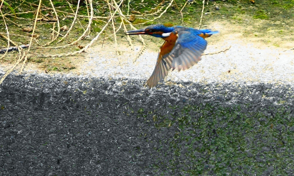 逆光に飛び立つ。