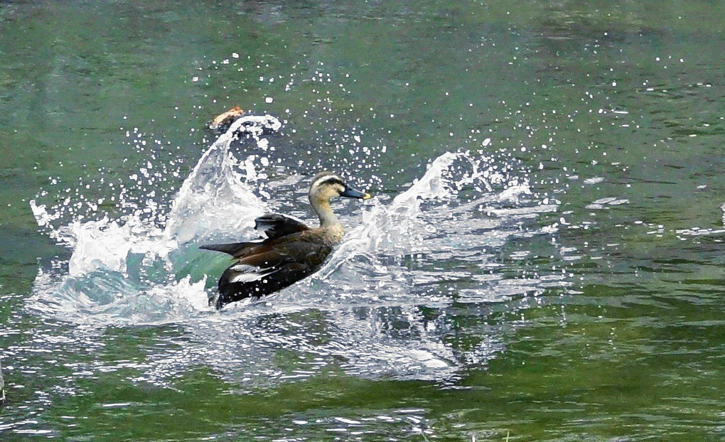 元気な鳥さん達