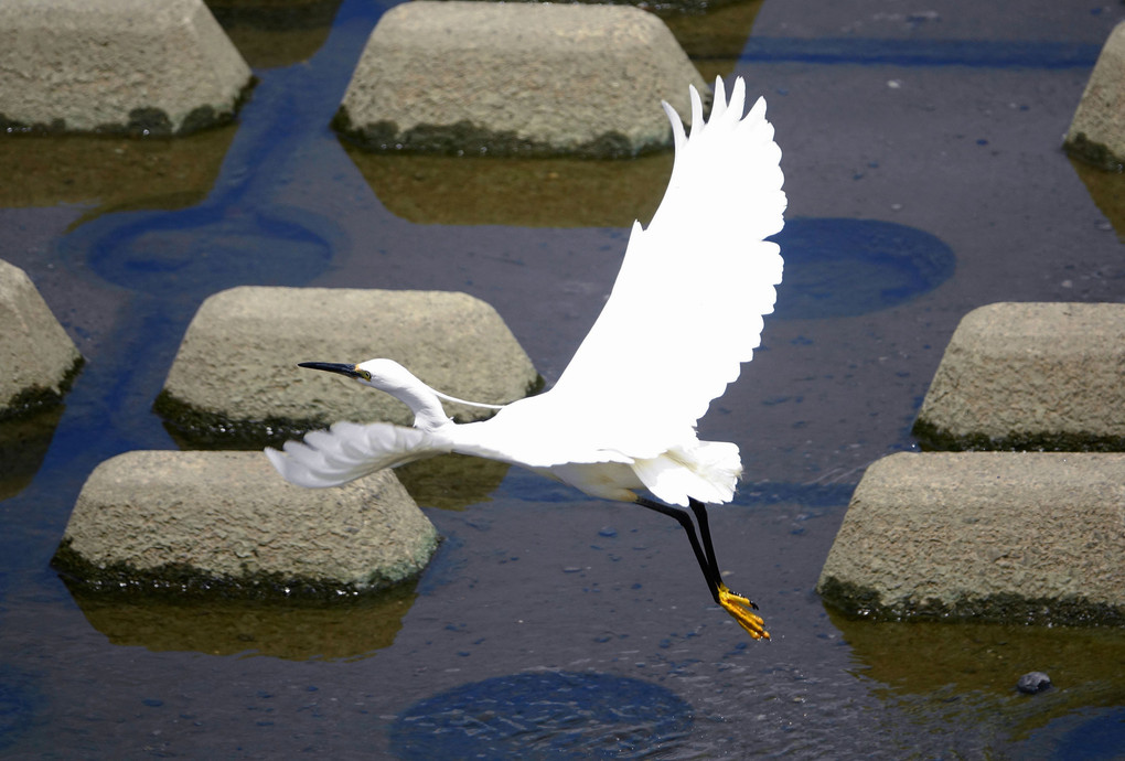 元気な鳥さん達