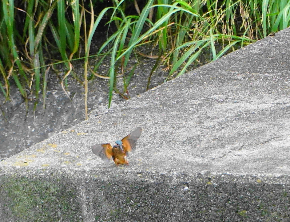 半年ぶりカワセミ、