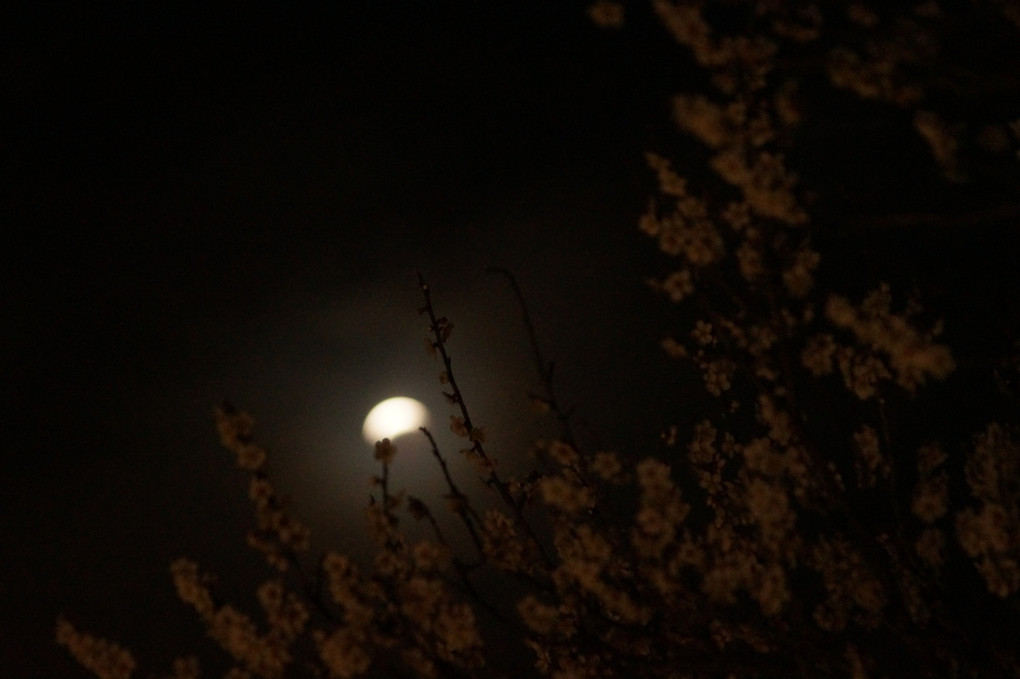 月食と梅の花