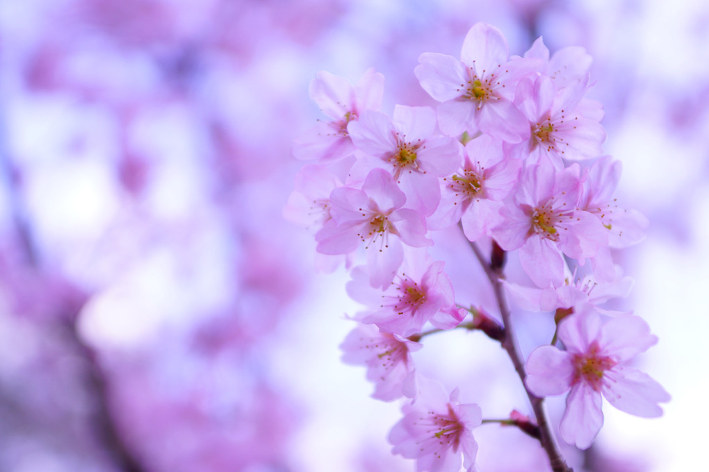 光と桜