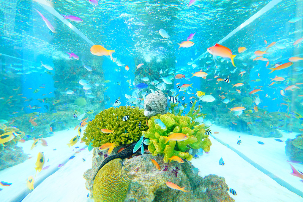 48th Sony Aquarium