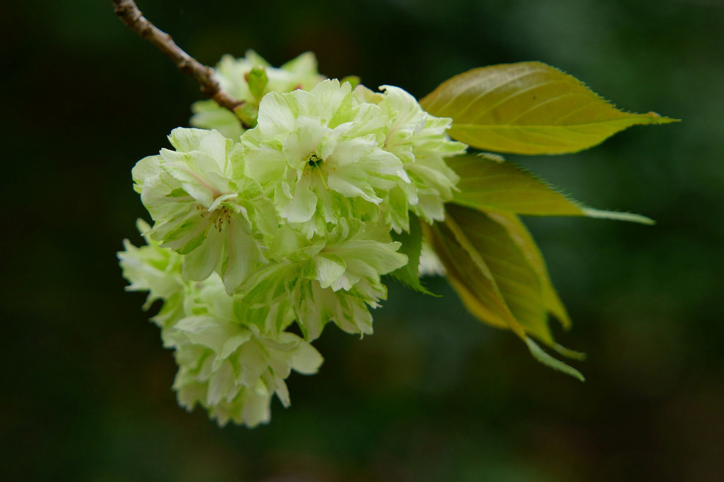 御衣黃桜・鬱金桜