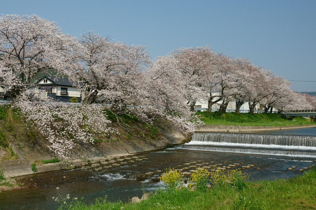 音羽川の桜（１）