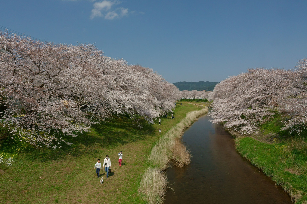 音羽川の桜（２）