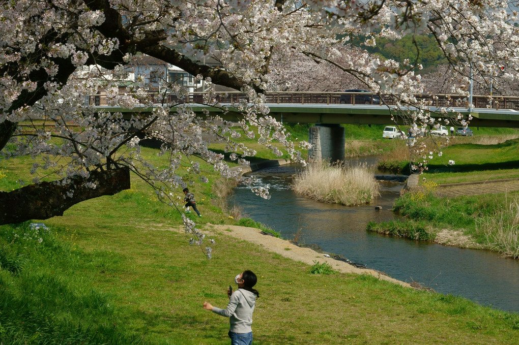 音羽川の桜（２）