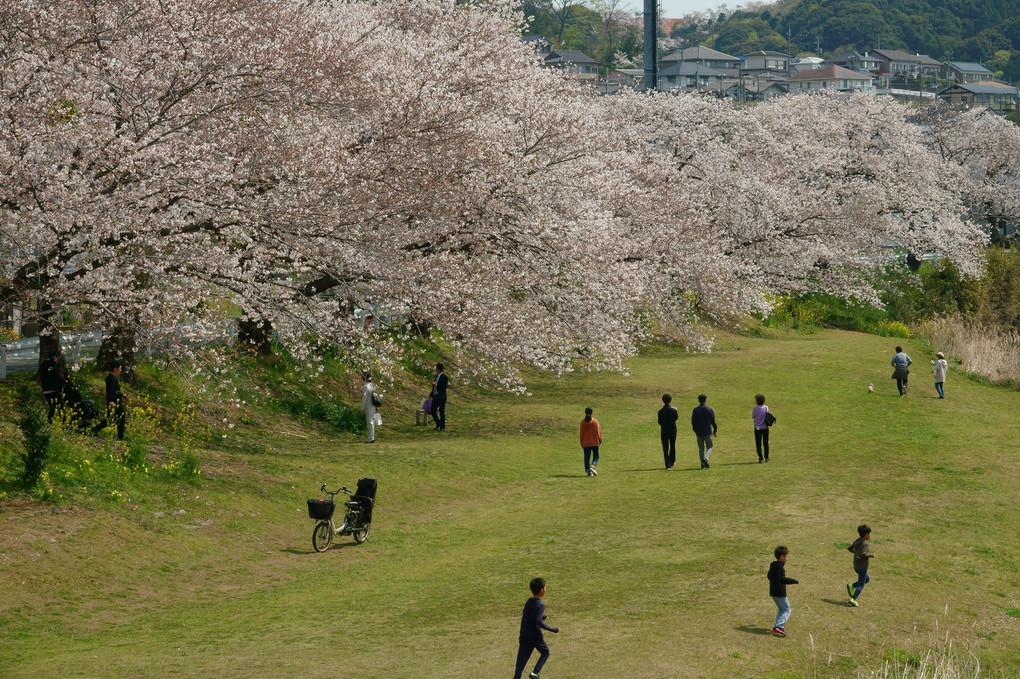 音羽川の桜（２）