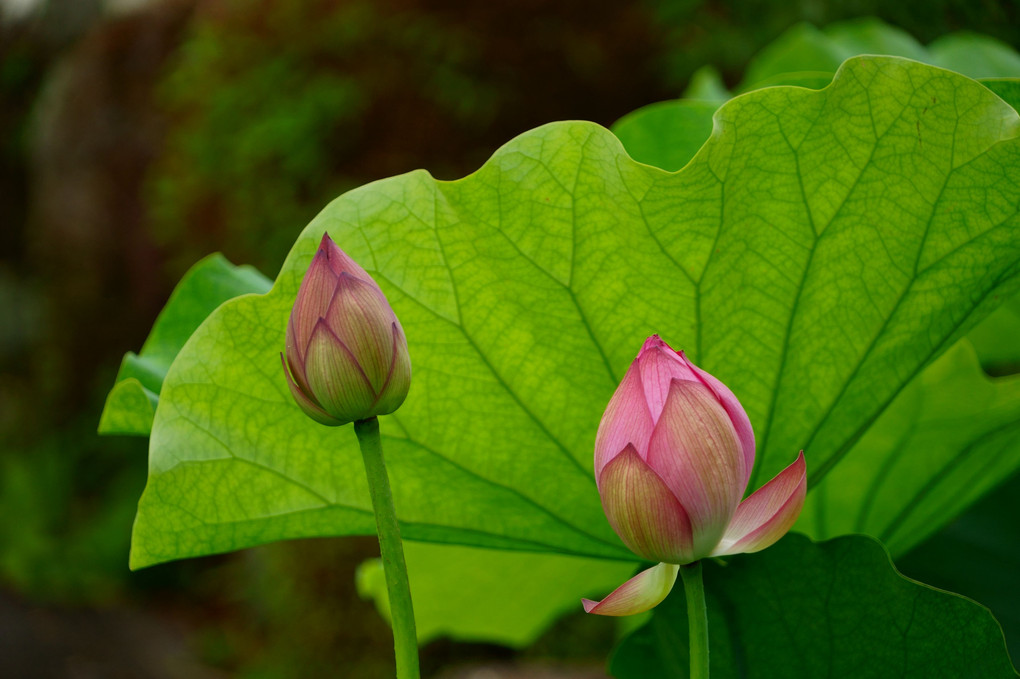 蓮 ・ 双頭蓮