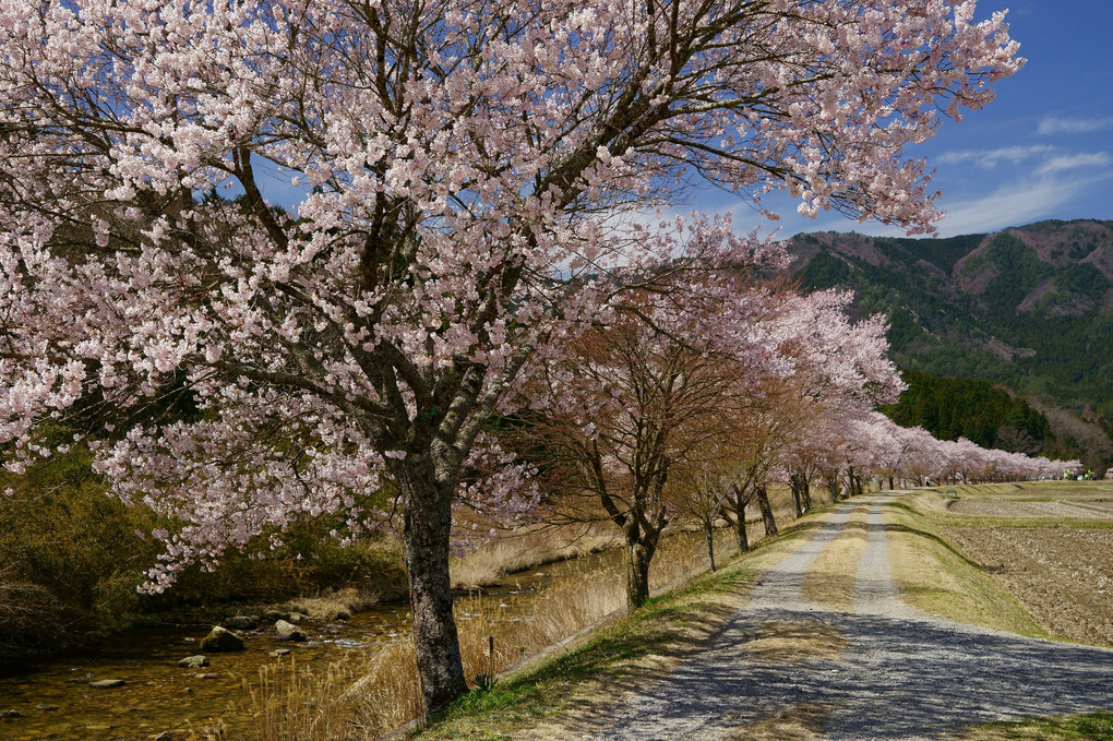 名倉川河畔の桜並木