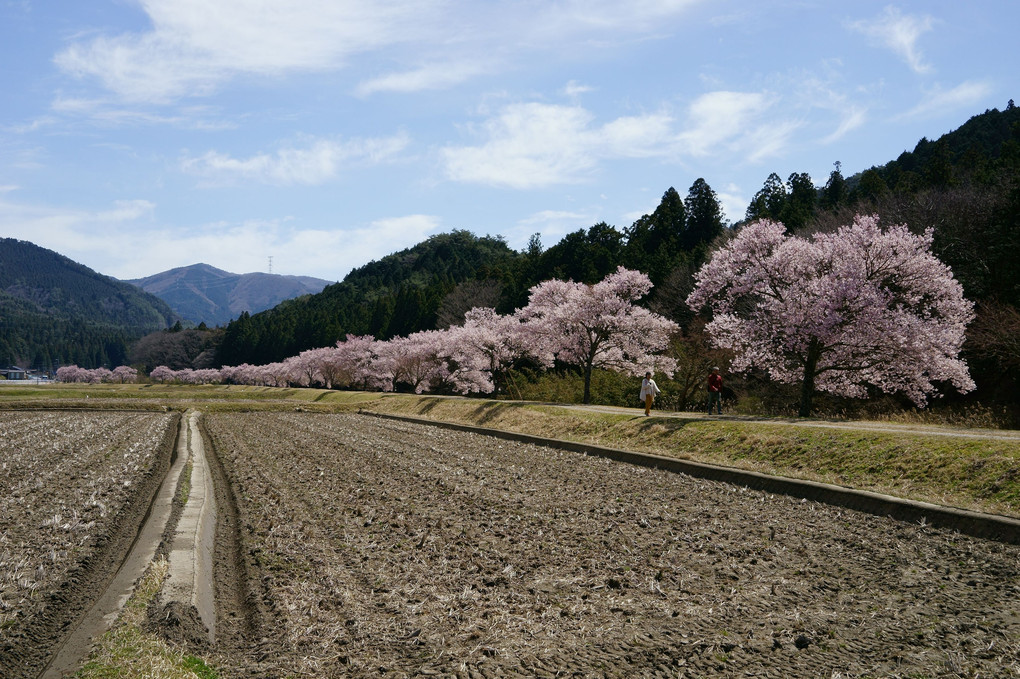 名倉川河畔の桜並木