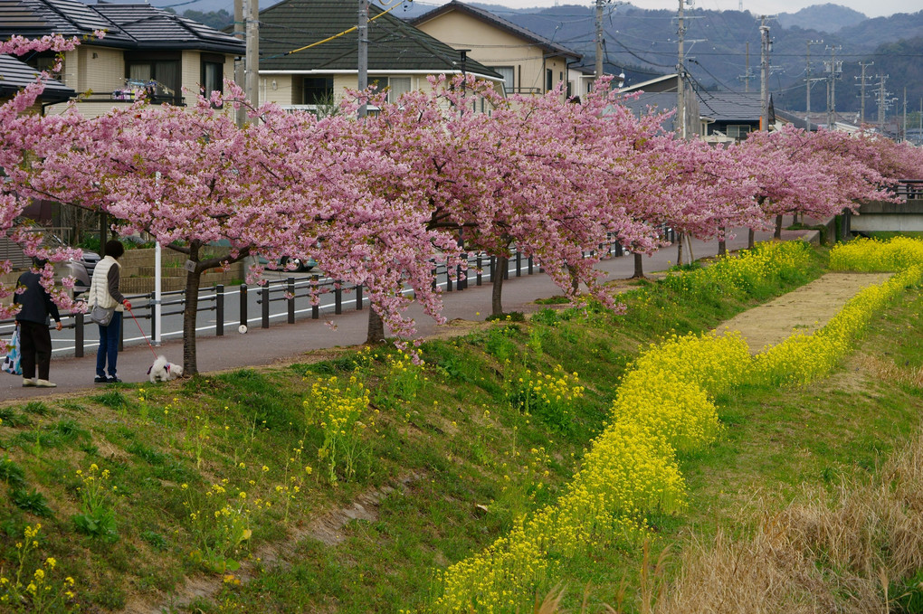 河津桜と菜の花