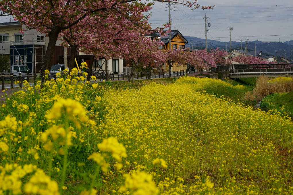 河津桜と菜の花