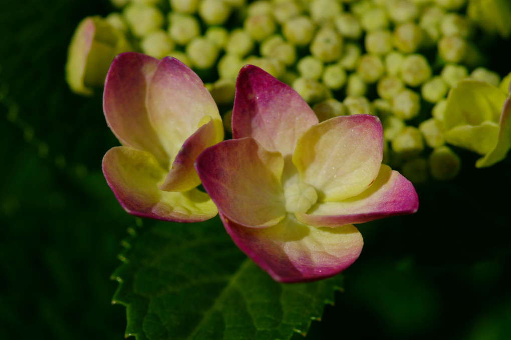 庭の紫陽花