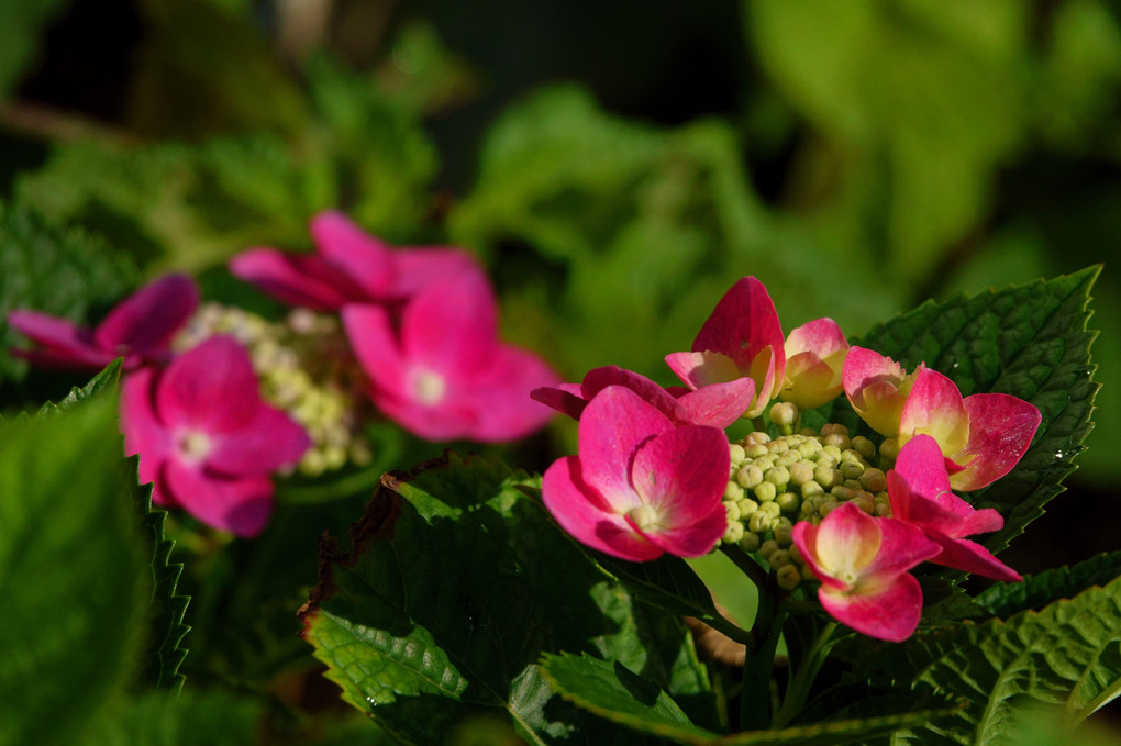 庭の紫陽花