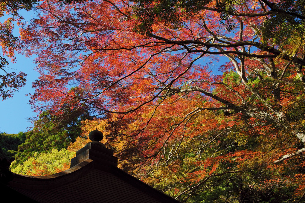 普門寺の秋　（１／２）