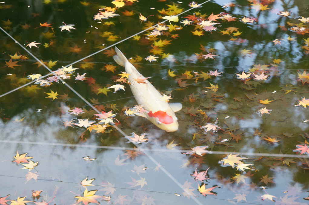 紅葉を泳ぐ