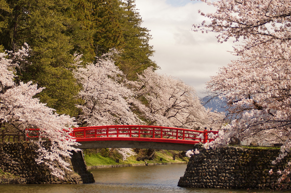 松が岬公園の桜　(2015-4-21)