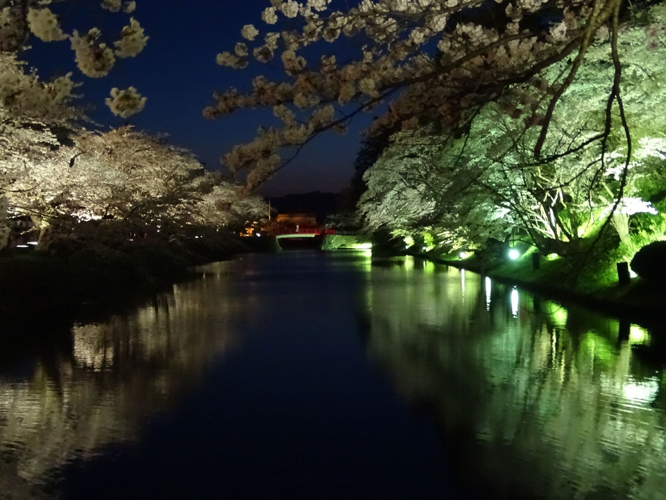 2017-4-24 松が岬公園の夜桜