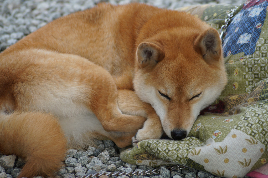 柴犬ハル