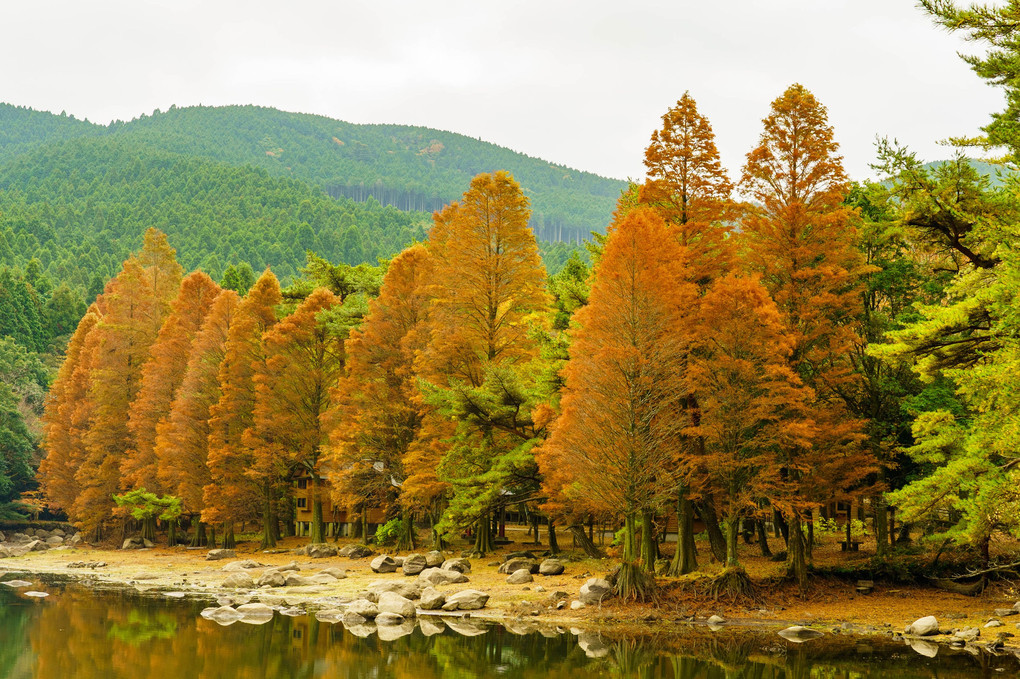 ラクウショウ紅葉-広川原