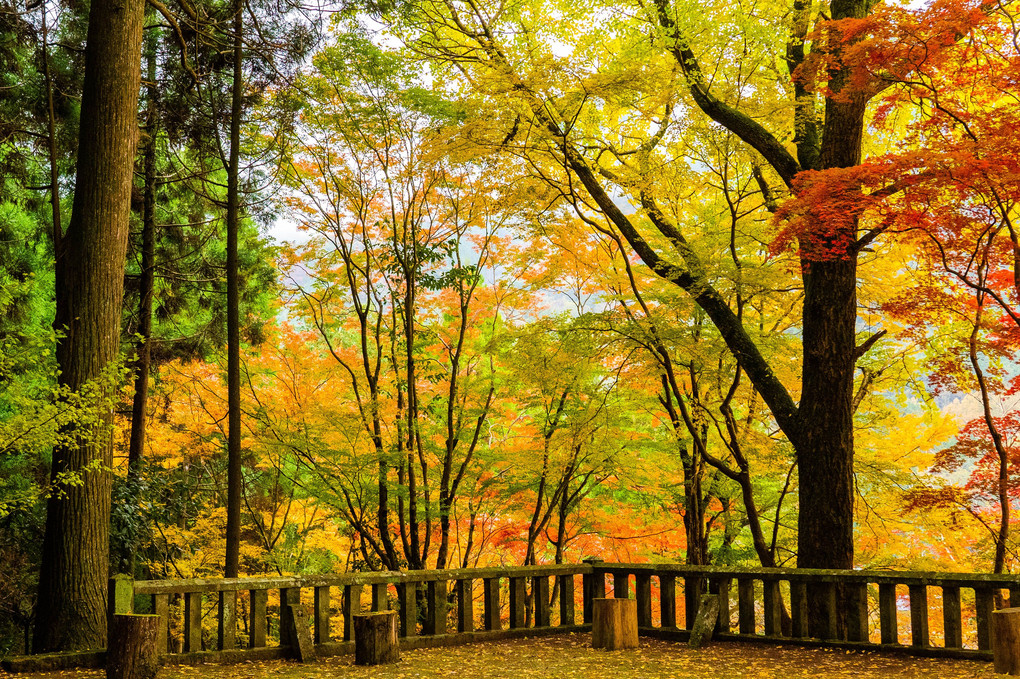 御霊神社の秋
