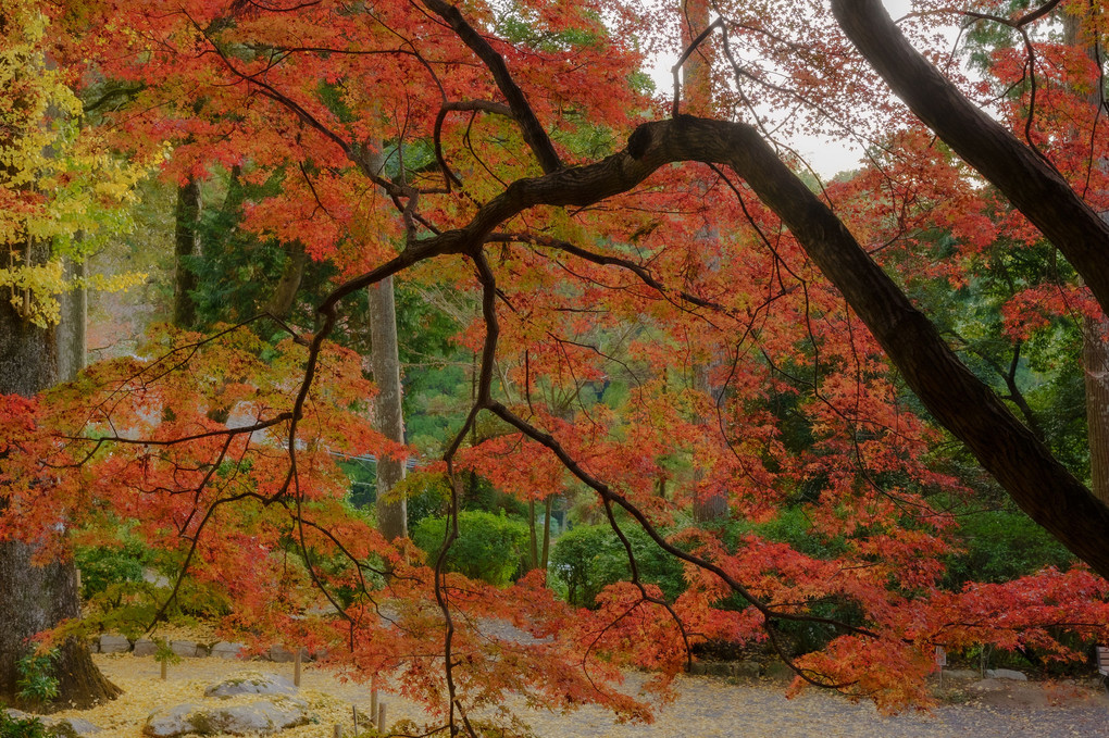 紅葉めぐり-2022