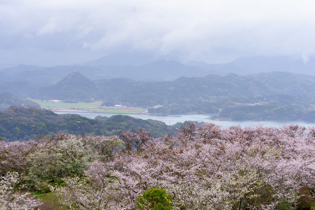 桜咲く伊万里湾