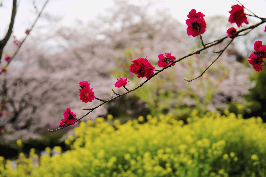 桃　桜　菜の花