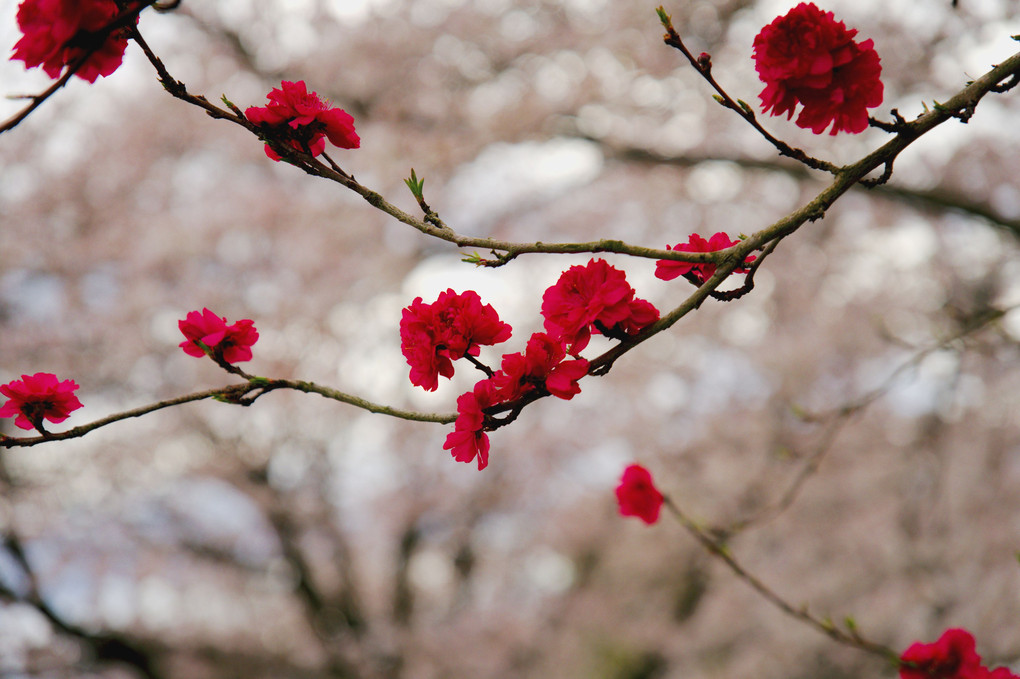 桃　桜　菜の花